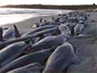Unexplained Stranding of 200 Pilot Whales and Dolphins 
