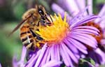 Endangered European Honey Bees


 
